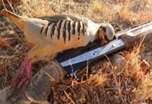 Keklik avına çıkanlara köylülerden engel!