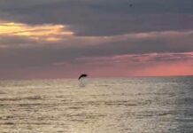 Turistlerin çekildiği sahiller yunuslara kaldı