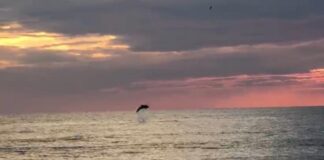 Turistlerin çekildiği sahiller yunuslara kaldı